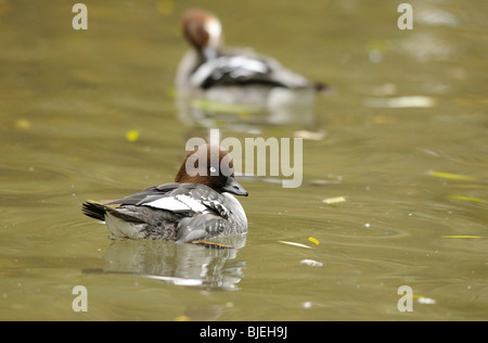 Zwei gemeinsame Schellenenten (Bucephala Clangula) schwimmen, Zoologischer Garten Augsburg, Deutschland Stockfoto