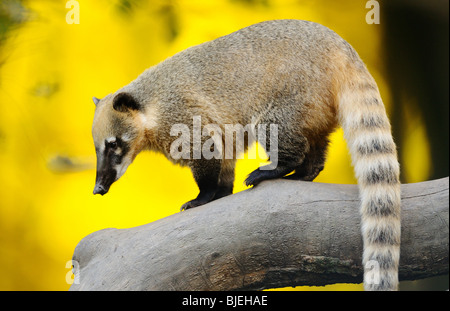 Südamerikanische Nasenbär (Nasua Nasua) auf einem Ast, Zoologischer Garten Augsburg, Deutschland Stockfoto