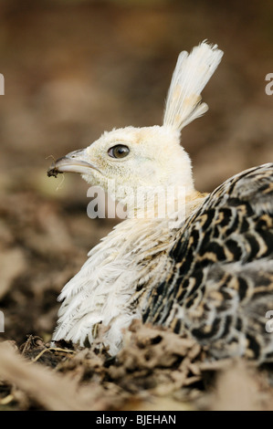 Peachick (Pavo Cristatus) sitzen, Nahaufnahme, seitliche Ansicht Stockfoto