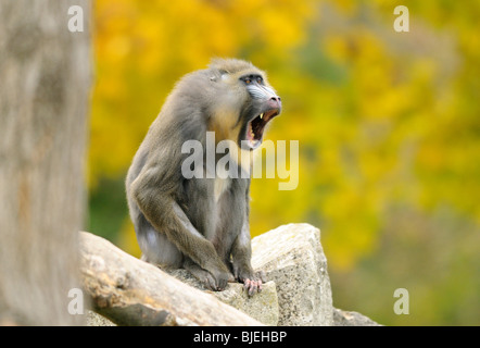 Mandrill (Mandrillus Sphinx) brüllen, Zoologischer Garten Augsburg, Deutschland Stockfoto