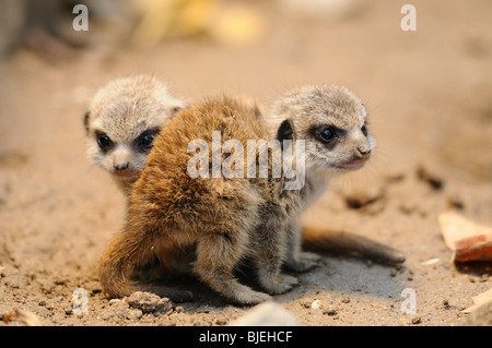 Zwei Welpen Erdmännchen, close-up Stockfoto