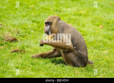 Mandrill (Mandrillus Sphinx) sitzen auf einer Wiese, Zoologischer Garten Augsburg, Deutschland, Seitenansicht Stockfoto