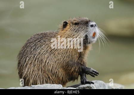 Nutrias (Biber brummeln) auf einem Stein sitzend Nahaufnahme Stockfoto