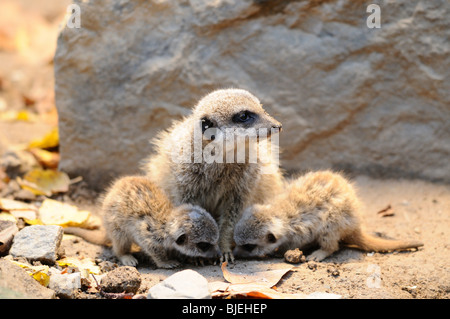 Erdmännchen (Suricata Suricatta) Mutter und Welpen Stockfoto