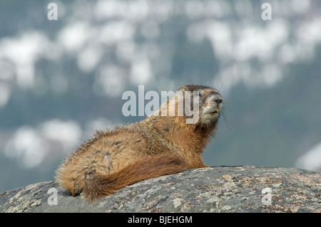 Bauche Marmot, Rock Chuck (Marmota Flaviventris) auf einem Felsen. Stockfoto