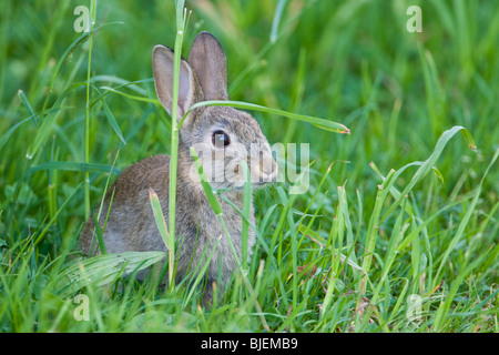 Hase sitzend im grünen Rasen, Baden-Württemberg, Deutschland Stockfoto
