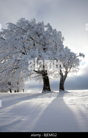 Buche im Winter, Freiburg Im Breisgau, Deutschland Stockfoto