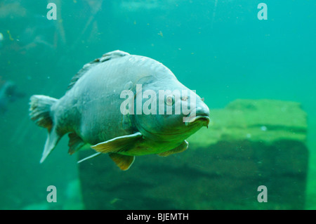 Europäischen Karpfen (Cyprinus Carpio), Unterwasser, Nahaufnahme Stockfoto