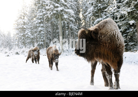 Zwei europäische Bisons (Bison Bonasus) im Schnee Stockfoto