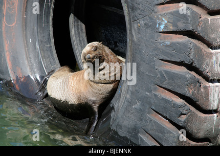 Junge fur Seal Pup ruht in einem alten Reifen auf dem Kai von Südafrika Kapstadt Hafen Stockfoto