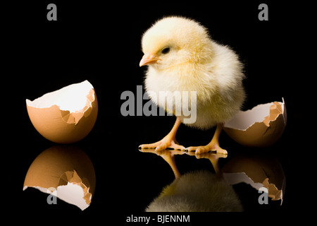 Küken aus dem Ei schlüpfen Stockfoto