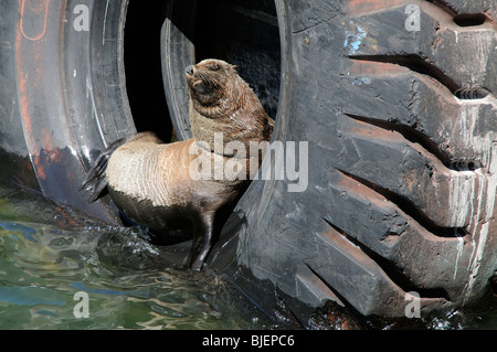 Junge fur Seal Pup ruht in einem alten Reifen auf dem Kai von Südafrika Kapstadt Hafen Stockfoto