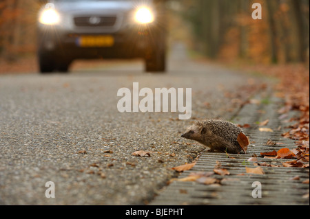 Igel (Erinaceus Europaeus) beim Überqueren der Straße mit entgegenkommenden Auto, Niederlande. Stockfoto