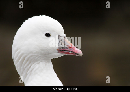 Enge, der Kopf und Hals von Ross Schneegans Chen Caerulescens bei Martin bloße WWT, Lancashire UK Stockfoto