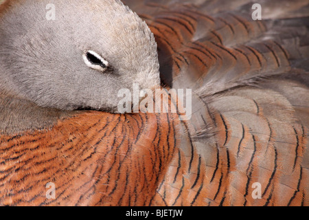 Schließen Sie sich der Ashy geleitet Gans Chloephaga Poliocephala genommen bei Martin bloße WWT, Lancashire UK Stockfoto