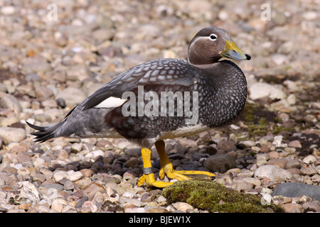 Falkland-Dampfer Ente Tachyeres Brachypterus genommen bei Martin bloße WWT, Lancashire UK Stockfoto