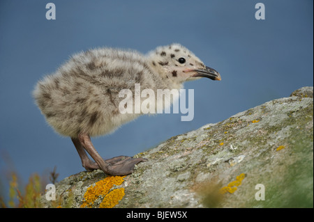 Große schwarz-Rückseite Gull (Larus Marinus), Küken ruht auf einem Felsen. Stockfoto