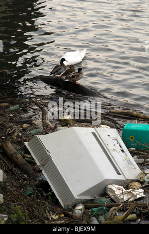 Drei Enten in verschmutztem Wasser Stockfoto