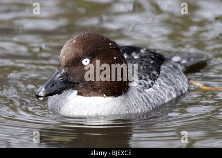 Weibliche Common Goldeneye Bucephala Clangula bei Martin bloße WWT, Lancashire UK Stockfoto