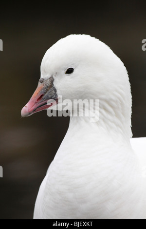 Enge, der Kopf und Hals von Ross Schneegans Chen Caerulescens bei Martin bloße WWT, Lancashire UK Stockfoto