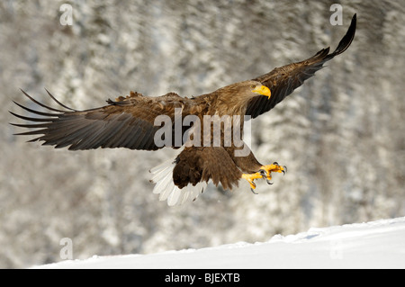 Seeadler (Haliaeetus Horste), Erwachsene bei der Landung Ansatz. Stockfoto