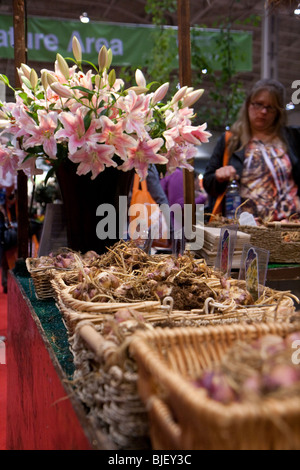 Tiger Lily rosa weiße Anordnung Display Schaufenster Wurzel Stockfoto