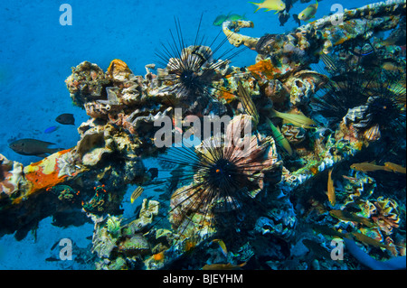 Malapascua vielfältig vielseitig Multiplex-Leben auf künstlich errichteten Riff Fische Seestern Seeigel unter Wasser Unterwasser Tauchen Taucher Stockfoto