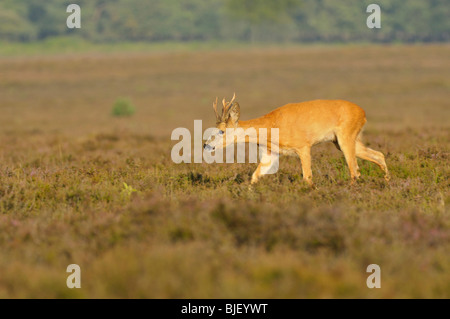 Europäische Rehe (Capreolus Capreolus), buck suchen für Doe in Furche, Niederlande. Stockfoto