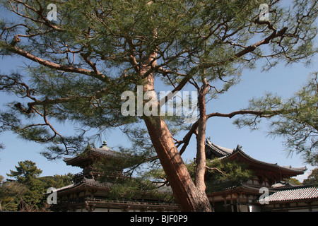 Der Phoenix-Halle in der Byodoin-Tempel in Uji bei Kyoto, Japan. Die Halle wird als ein nationaler Schatz bezeichnet. Stockfoto