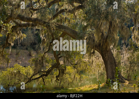 Südliche Phaseneiche Baum Quercus Virginiana und spanischem Moos im Mepkin Abbey, Monck Ecke, South Carolina Stockfoto