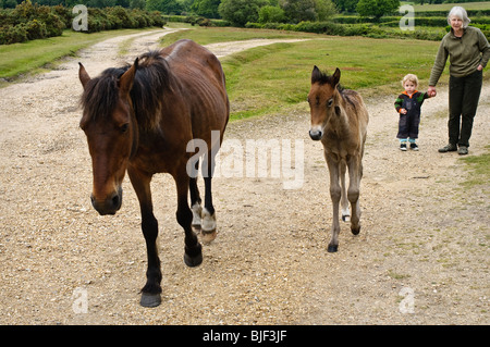 Großmutter, die Hand in Hand mit ihrem Enkel, gerade ein New Forest Pony und ihr Fohlen. Stockfoto