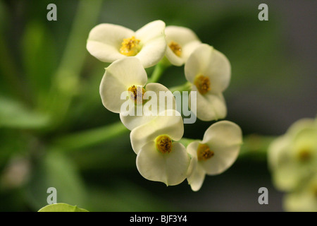 Closeup Krone von Dornen Euphorbia Milii Veranstaltung Blume Pflanze Stockfoto