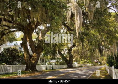 Südliche lebende Eichen – quercus virginiana – und spanisches Moos zieren die Stadt Rockville im niedrigen Land von South Carolina. Stockfoto