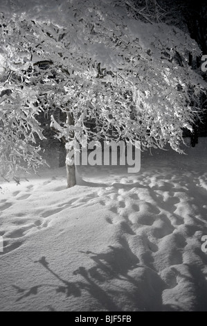 Baum mit Schnee festhalten an Ästen während es schneit In Blizzard bei Nacht, Pennsylvania, USA Stockfoto