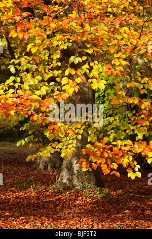 Buche im Herbst, Bedale, North Yorkshire Stockfoto