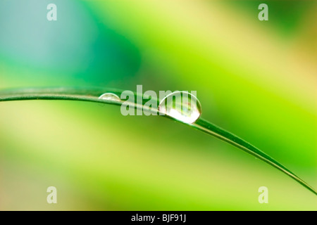 Wassertropfen auf grüne Pflanze Blatt Stockfoto