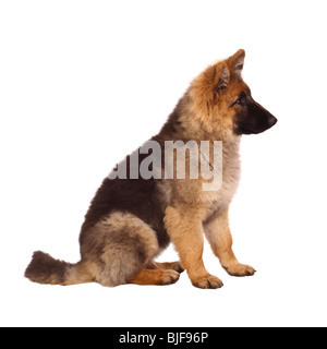 Welpen von deutschen Shepard Hund Portrait auf weißem Hintergrund Stockfoto