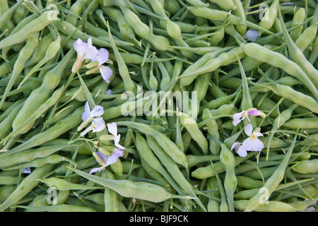 Samenkapseln von Daikon Rettich "Raphanus Sativus', geerntet. Stockfoto