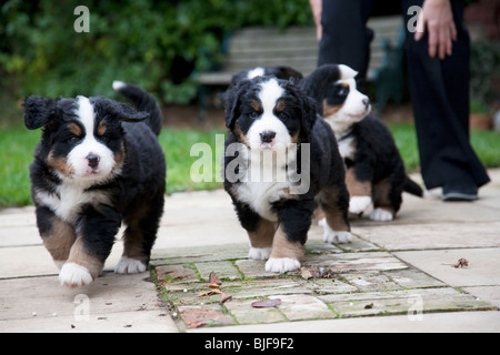 5 fünf Wochen alten Berner Sennenhund Welpen. Stockfoto