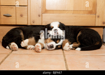 Ruhenden 6 Wochen alten Berner Sennenhund Welpen Stockfoto