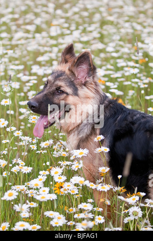 Deutscher Schäferhund, Canis Lupus Familiaris, 7,5 Monate alt im Bereich der Wildblumen, Sandstein, Minnesota, USA Stockfoto