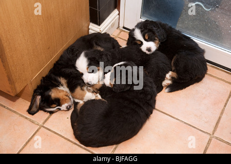 6 Wochen alten Berner Sennenhund Welpen schlafen Stockfoto