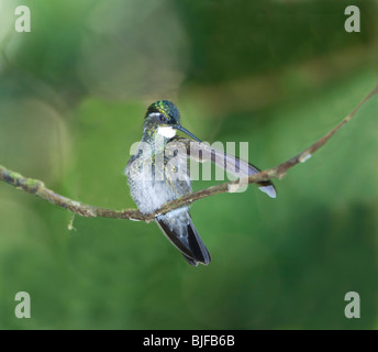 Weiße-Throated Mountaingem Lampornis Castaneovent Panama Stockfoto