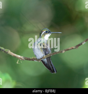 Weiße-Throated Mountaingem Lampornis Castaneovent Panama Stockfoto