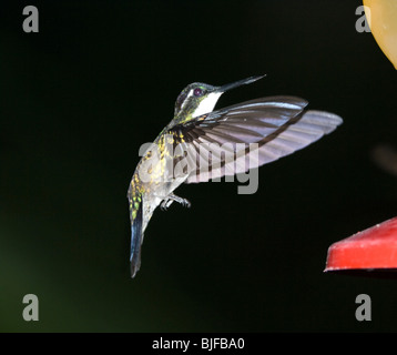 Weiße-Throated Mountaingem Lampornis Castaneovent Panama Stockfoto