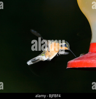 Weibliche Cuvier Mountaingem Lampornis Castaneovent Panama Stockfoto