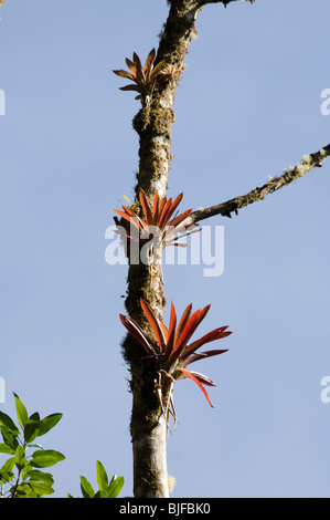 Epiphyten Parque Nacional la Amistad Panama Stockfoto