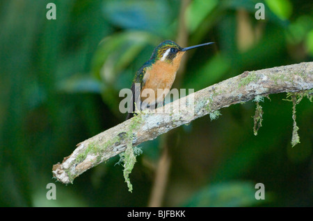 Weibliche Cuvier Mountaingem Lampornis Castaneovent Panama Stockfoto