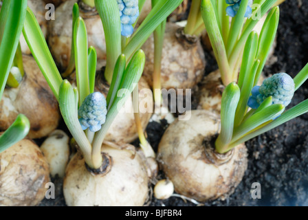 Sprießen Birnen Trauben Hyazinthe (Muscari) Stockfoto