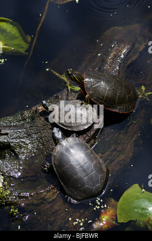 Malte Schildkröten sonnen sich auf einem Baumstamm Stockfoto